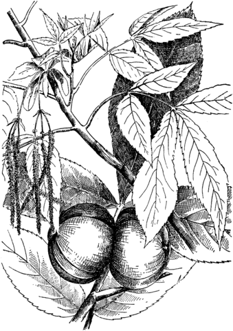 Carya Ovata Or Shagbark Hickory Coloring Page